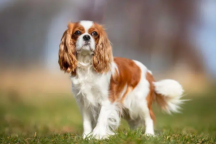 Cavalier King Charles Spaniel Dog Breed Information & Characteristics 2 cavalier king charles spaniel dog image