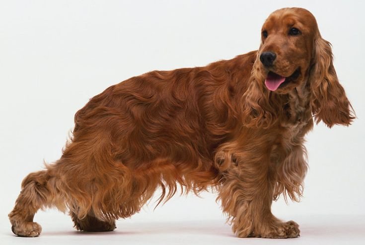 English Cocker Spaniel Dog Breed Information & Characteristics 2 English cocker spaniel dog image
