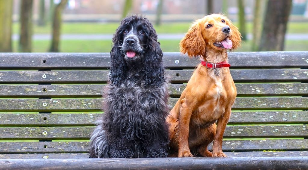 Working vs Show Cocker Spaniel: A Complete Comparison Guide 2 Two Cocker Spaniels shown together: a Working type and a Show type