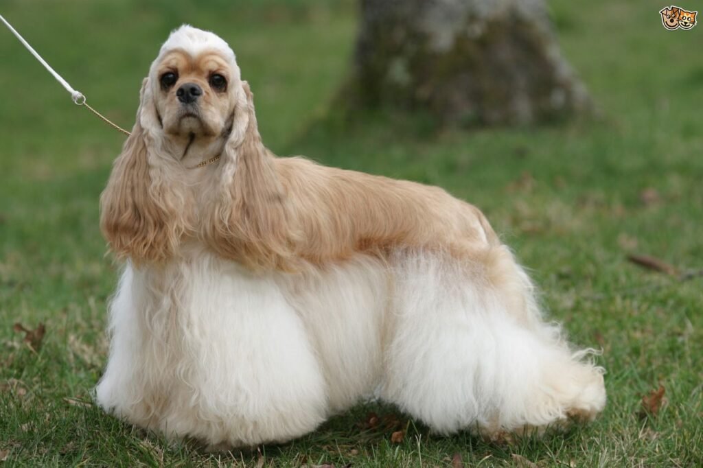 American Cocker Spaniel Dog Breed Information & Characteristics 2 american cocker spaniel dog