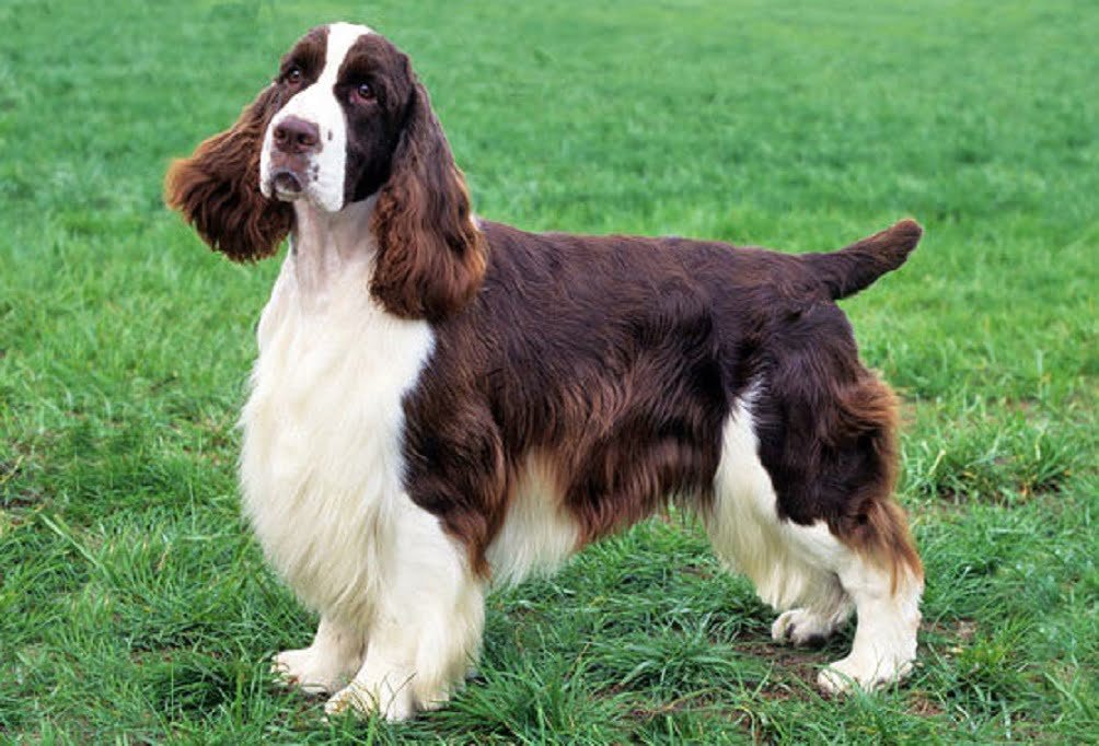 English Springer Spaniel Dog Breed Information & Characteristics 2 english springer spaniel dog image