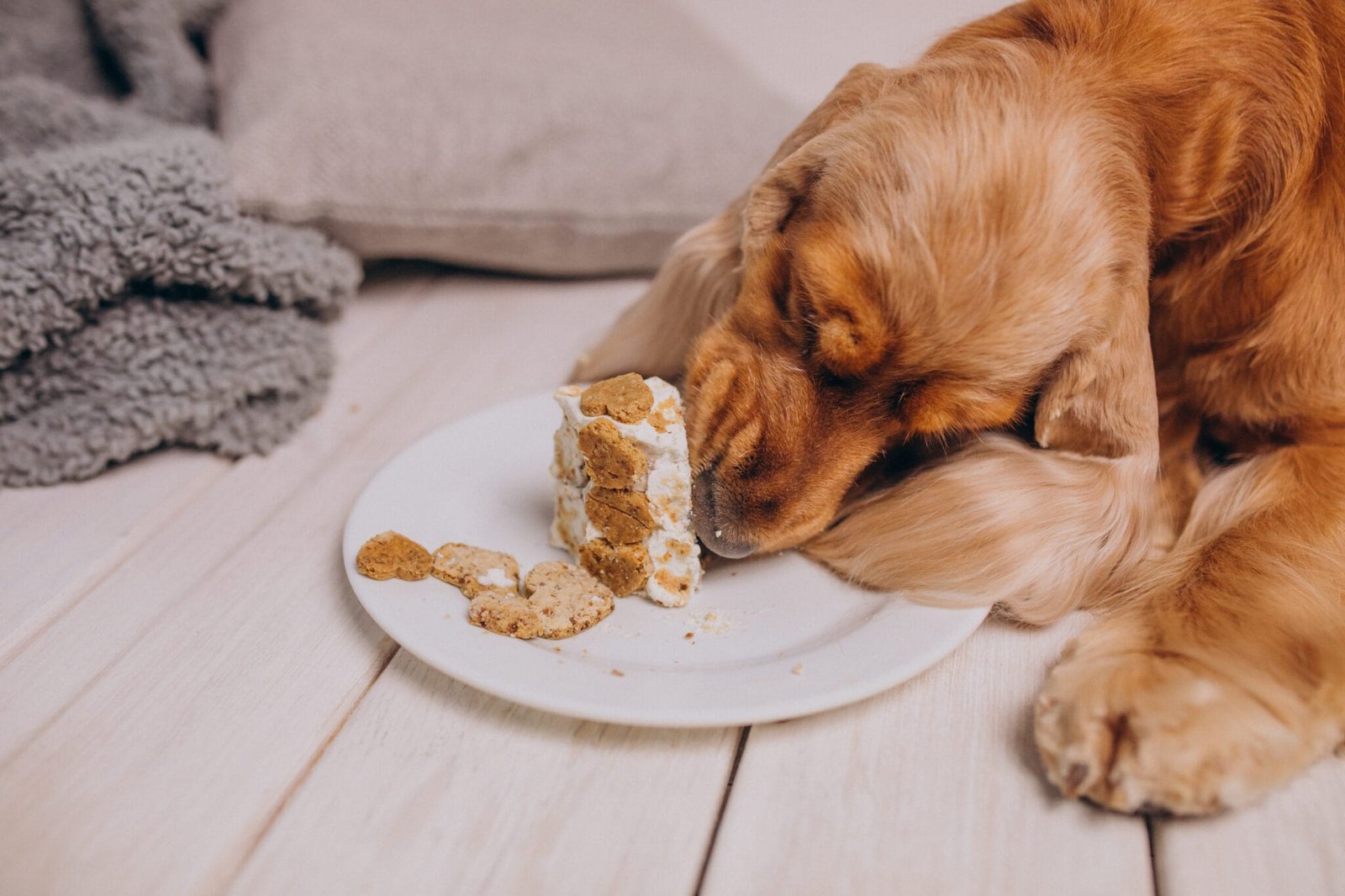 cocker spaniel dog eating food